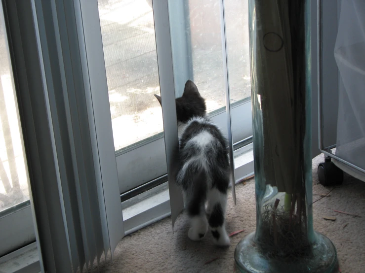 a cat standing in front of an open door