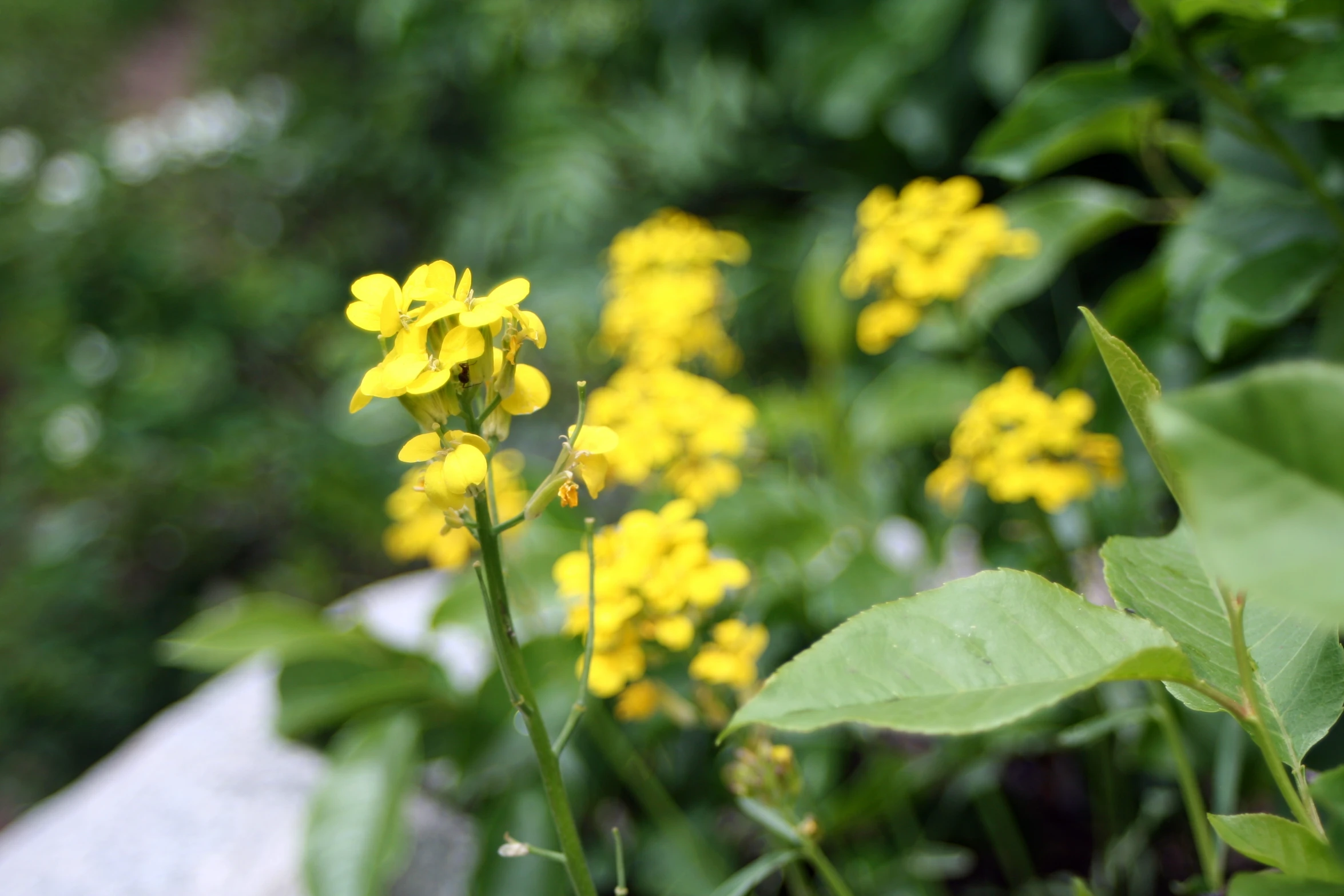 yellow flowers and leaves in a garden