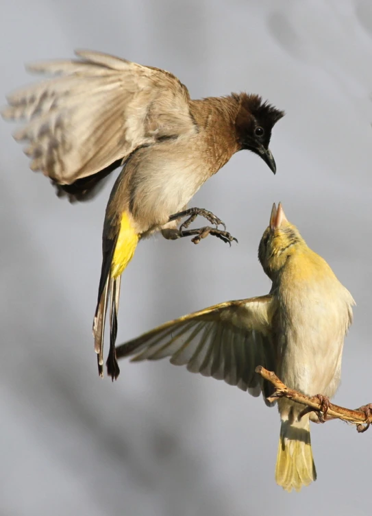 two birds sitting on nches and touching beaks