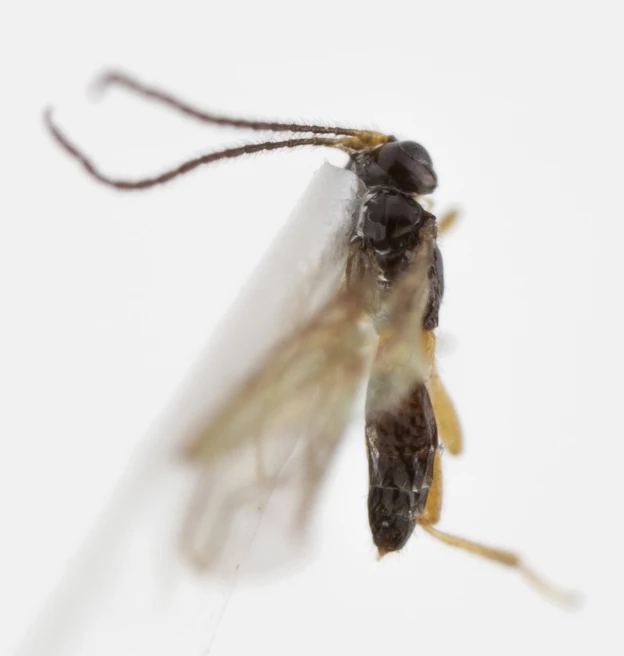 the back end of a small insect flying towards the camera