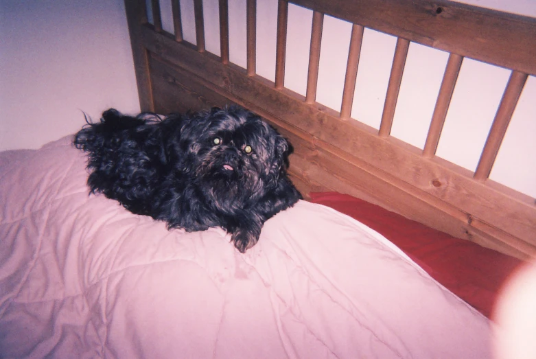 the dog is laying on the pink pillow