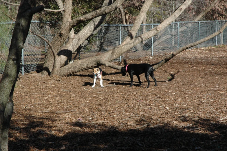 the dog is being playful with the tree limb