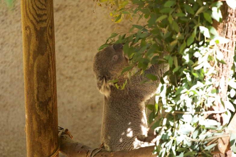 an animal that is hanging off the side of a pole