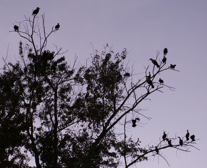 birds are sitting on the nches of a large tree