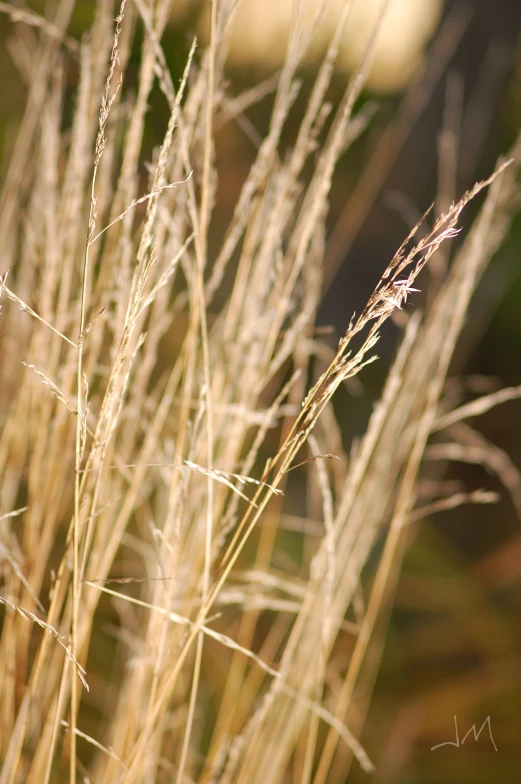 a small bird sitting on top of dry plants