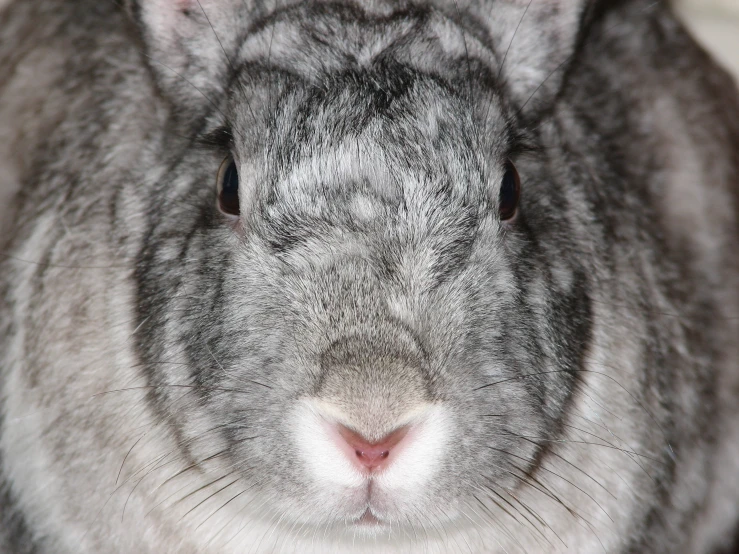 the face of a small rabbit looking at the camera