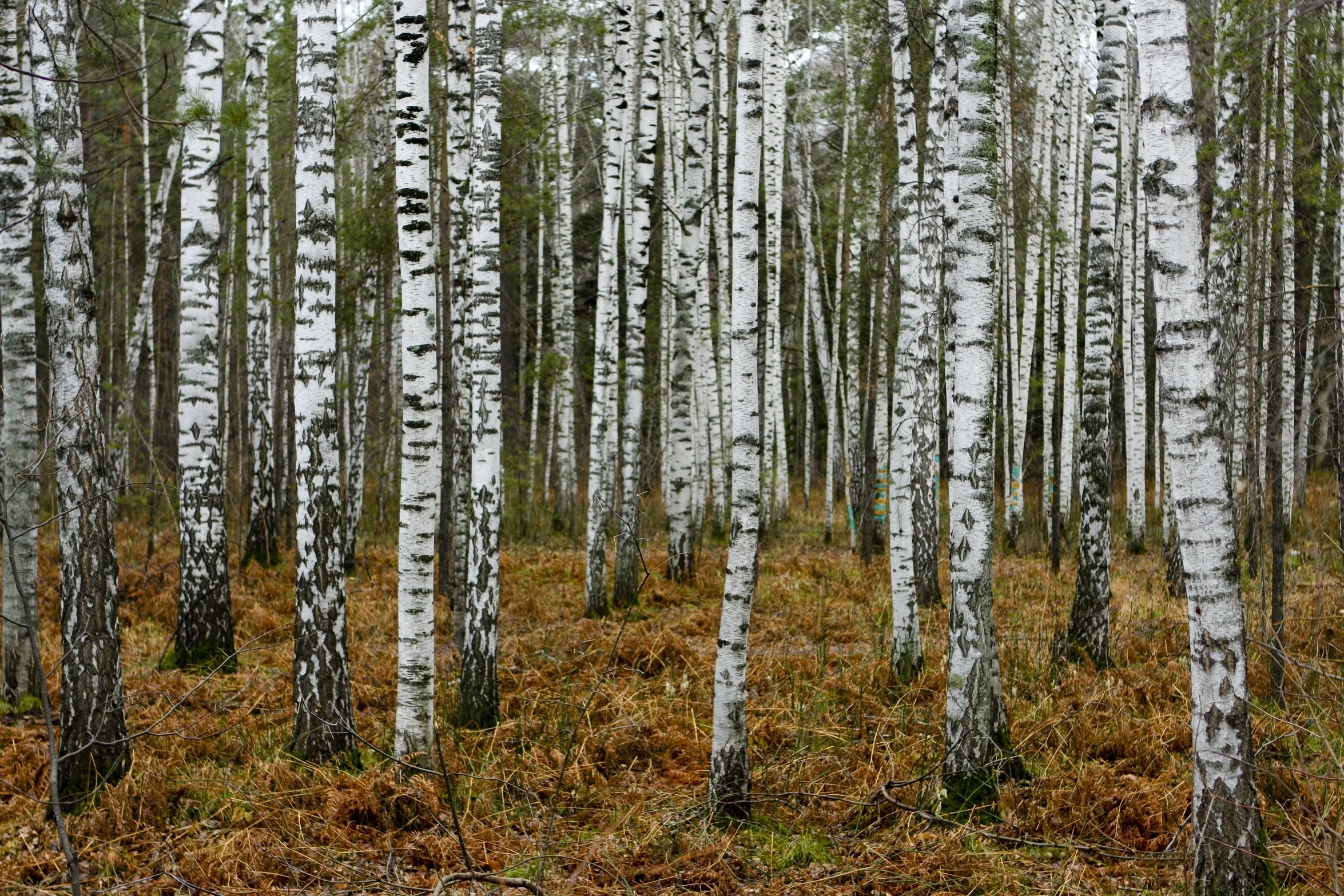 a forest filled with lots of tall white birch trees