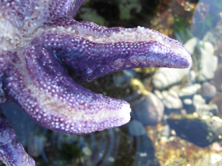 an purple sea anemone lying on some rocks