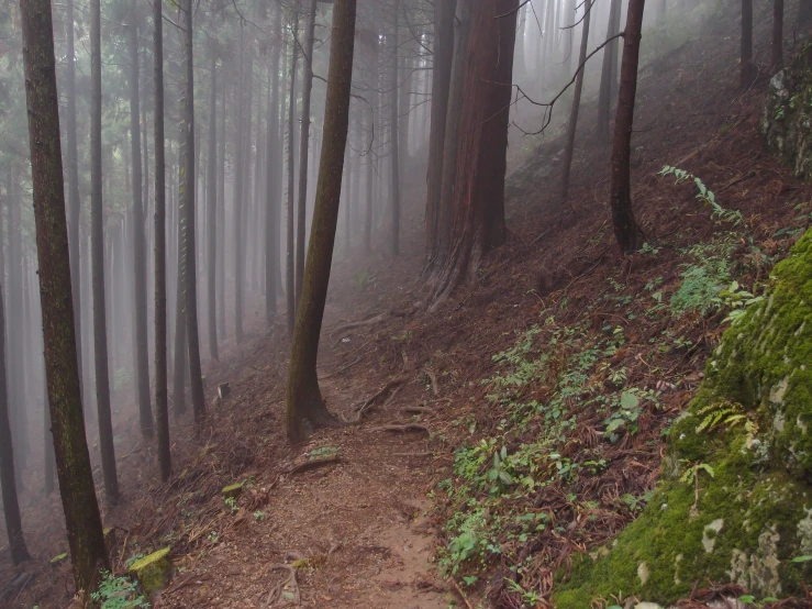 a misty path going through the woods on a hillside