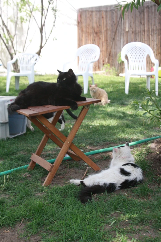 a black and white cat laying in the grass next to a wooden table and chair