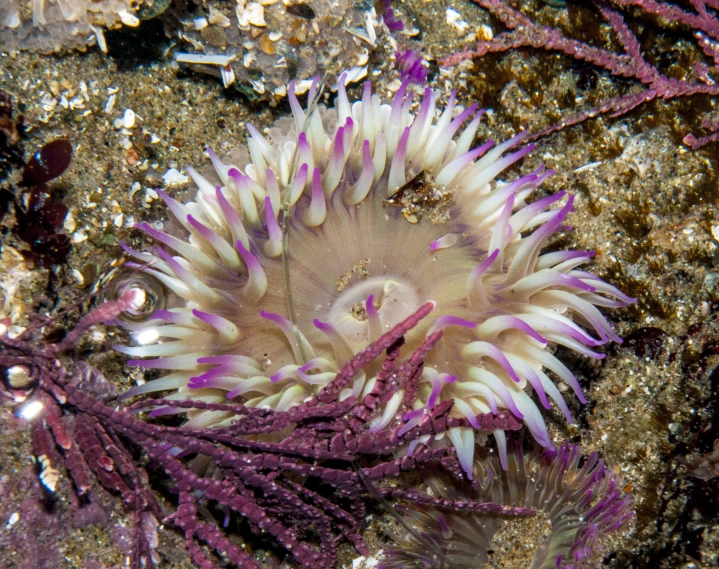 a purple and white sea animal with white stripes sitting on the ground