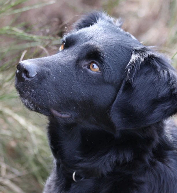 close up image of an adorable black dog