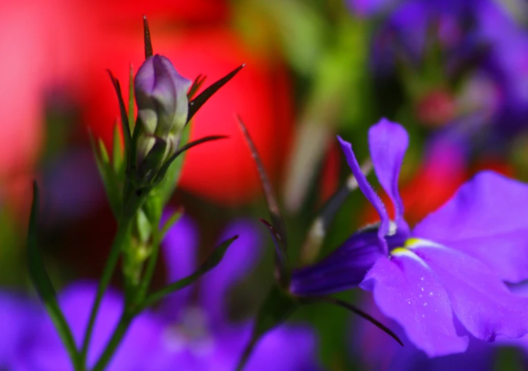 a close up po of some purple flowers