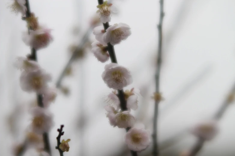 some white and pink flowers and brown stems