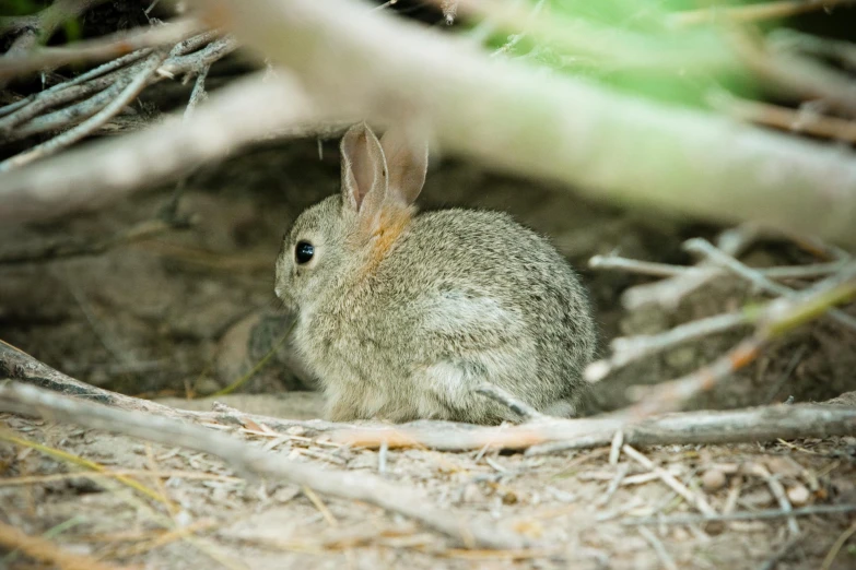 a rabbit in the wild sitting in the grass