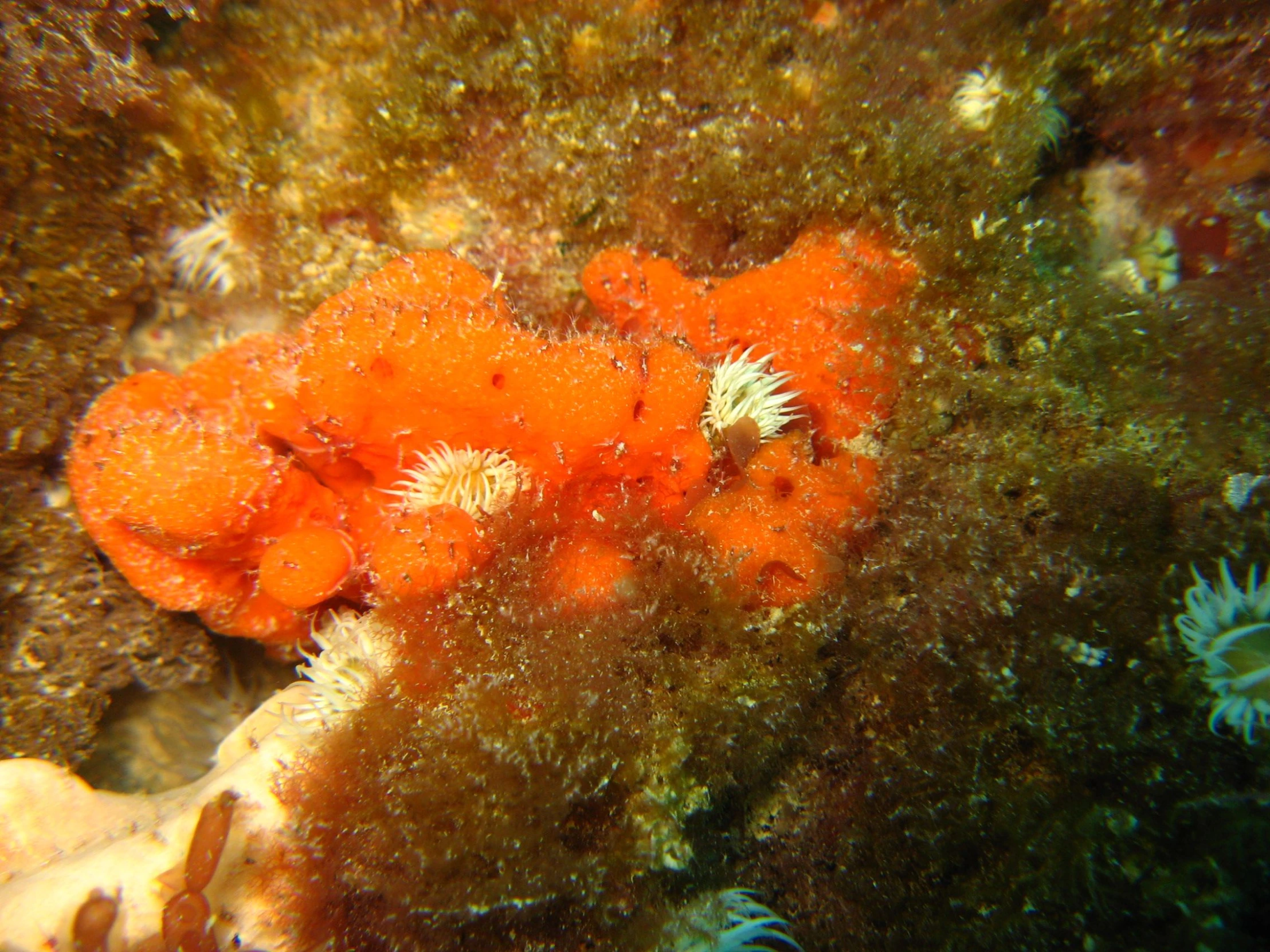 some orange colored sea anemones on the ocean floor