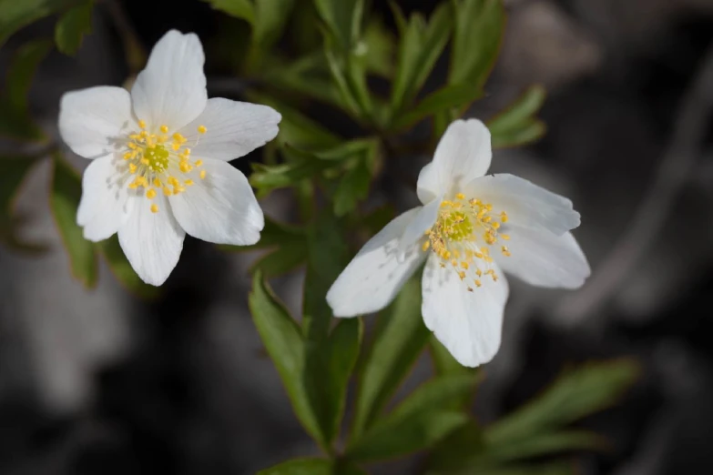 small white flowers grow beside one another on some leaves