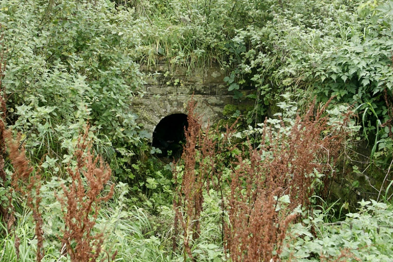 a very small, mysterious tunnel surrounded by overgrown plants