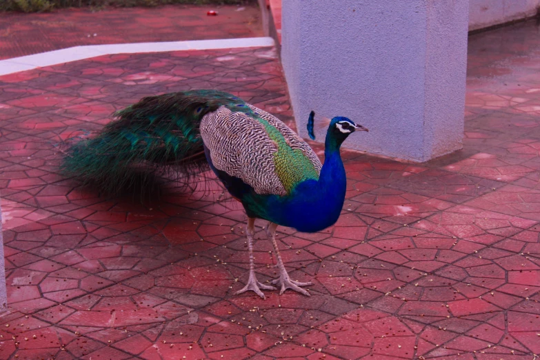 a peacock with its feathers open and standing on the ground