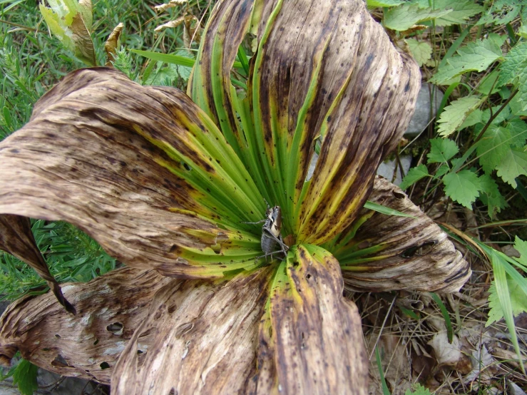 large flower with green leaves in the grass