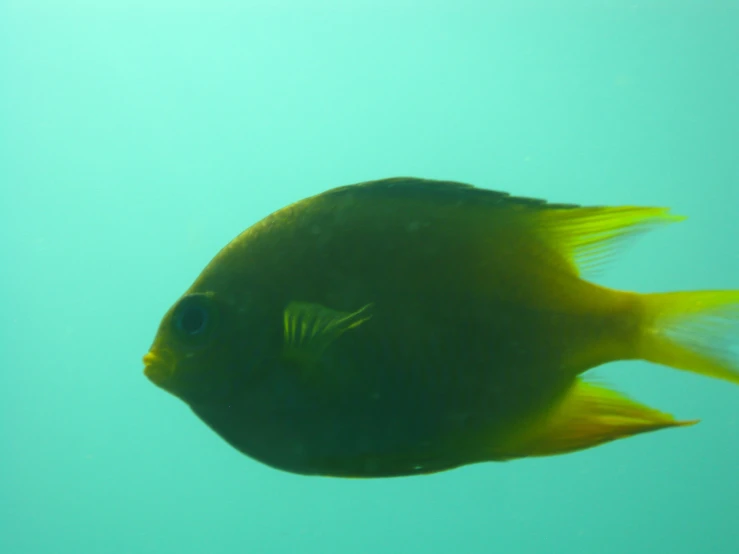 this is a small fish looking up to the camera