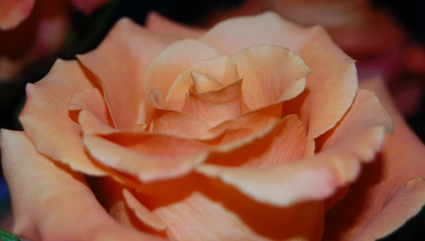 an orange rose in full bloom in its natural setting