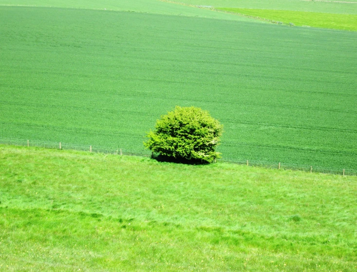 a single tree in a green field near some other fields