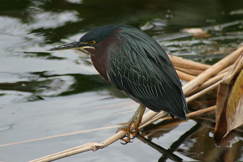 a bird perched on top of some thin thin nches