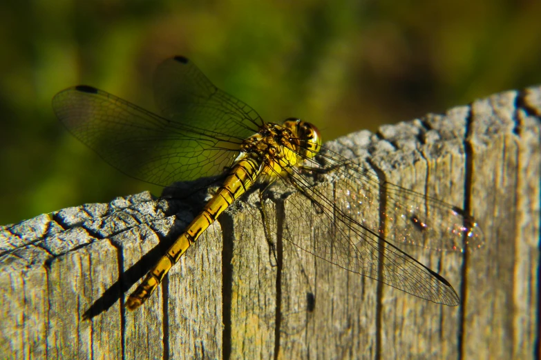 a small yellow dragonfly rests on a wooden surface