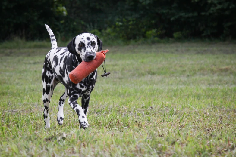 a dalmatian is holding an empty toy in its mouth