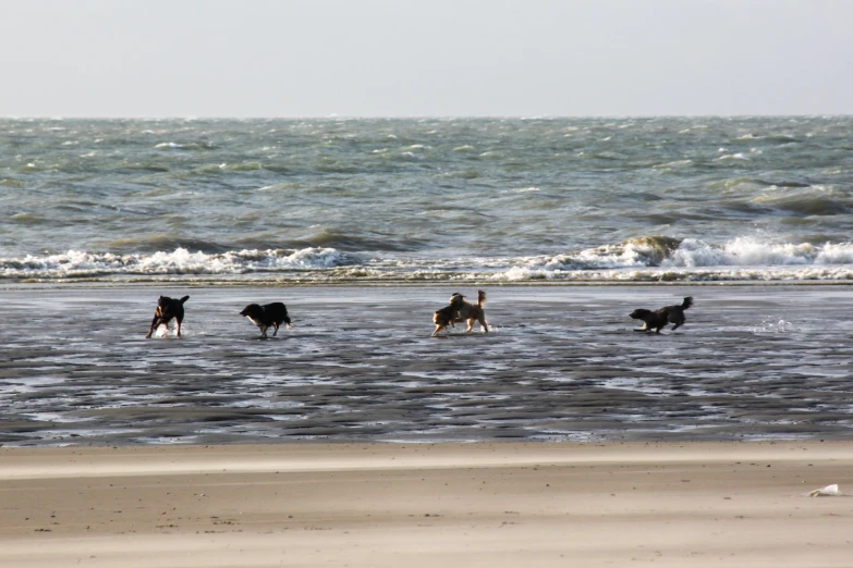 three dogs are running along the shore line