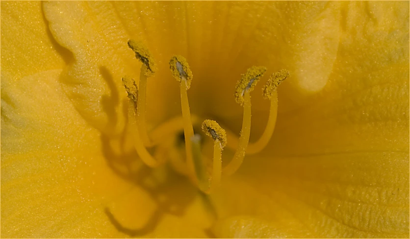 a flower that has yellow and a green center