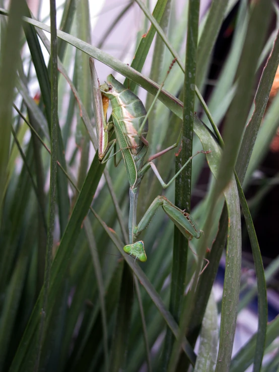 the green leafy plant is covered in green leaves