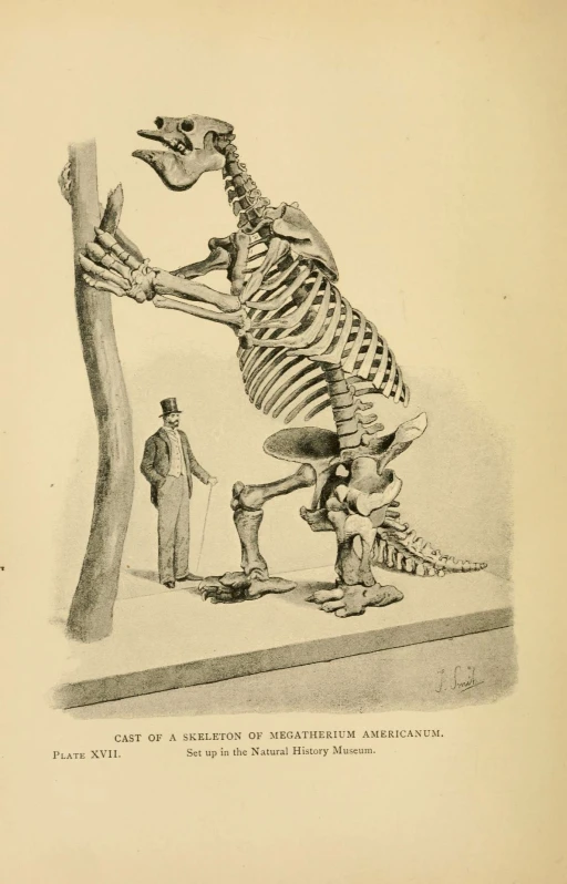 a skeleton with the arm extended and man standing next to it