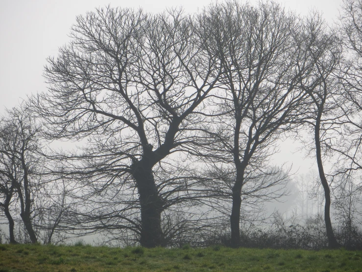 several bare trees standing on a green hill