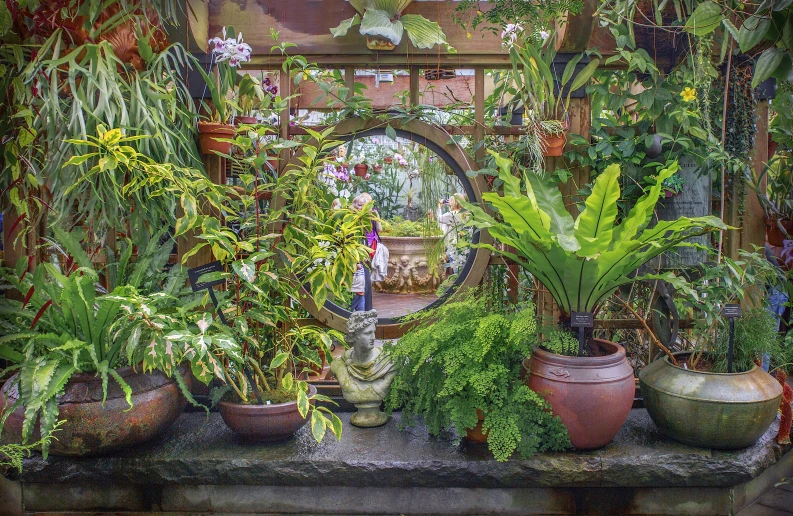 an assortment of potted plants on a shelf with a mirror