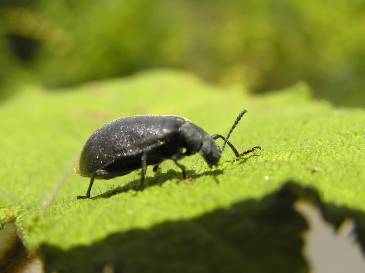 a black bug with white dots on its eyes is sitting in the grass