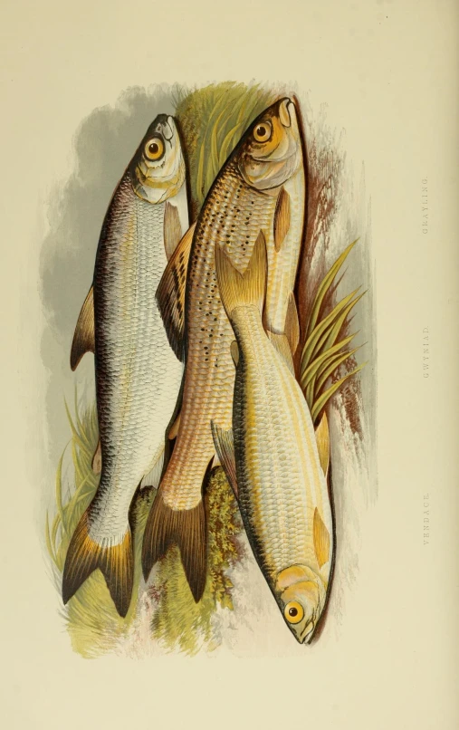 an image of two fish on the beach