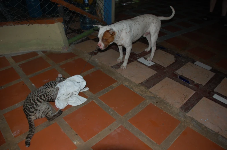 a cat lying on the ground with a dog looking at it