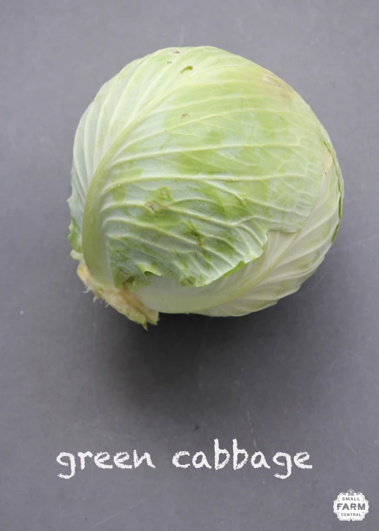 the green cabbage is still growing, and ready to be eaten