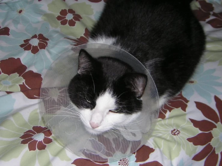 a black and white cat laying on a sheet with a plastic cone