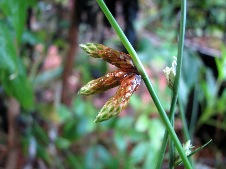 a plant with brown and red leaves next to grass