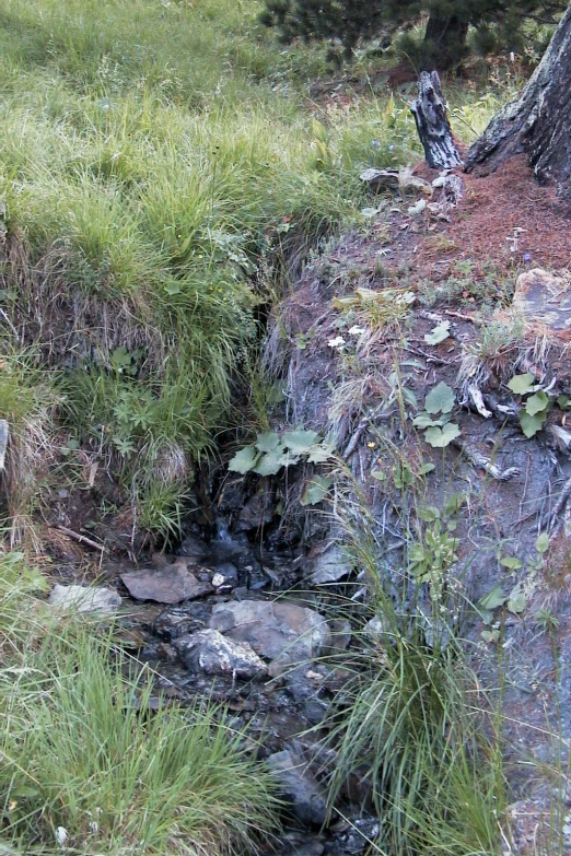 water running through the ground near a small rock