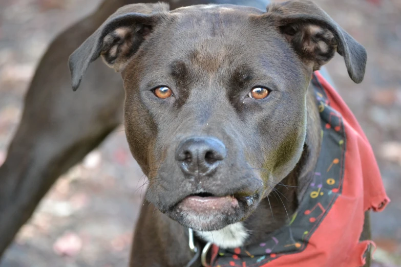 a dog with brown eyes and a bandana