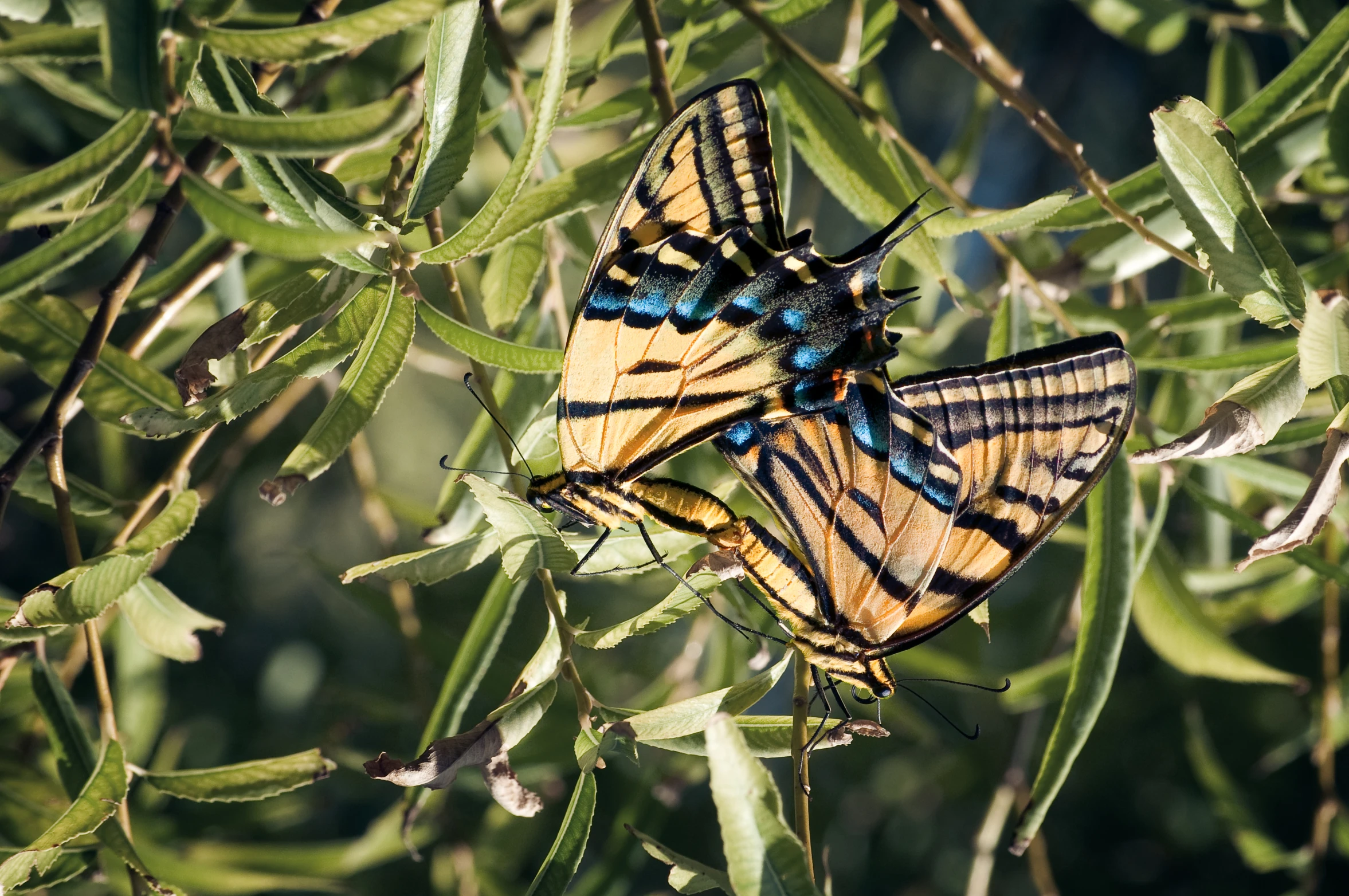 two large erflies sitting on top of green leaves