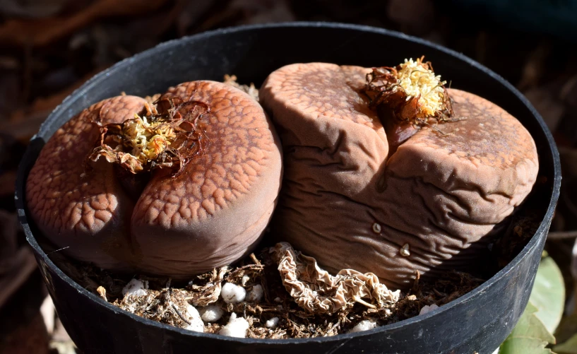 two clay pots filled with dirt and dirt around them