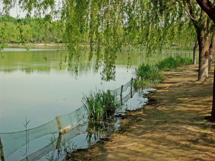 ducks floating in a pond by some trees