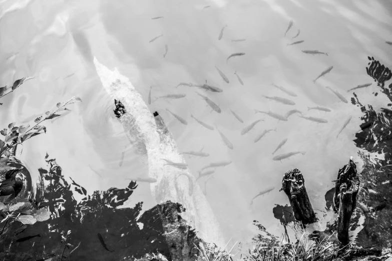 a black and white image of fish in the water