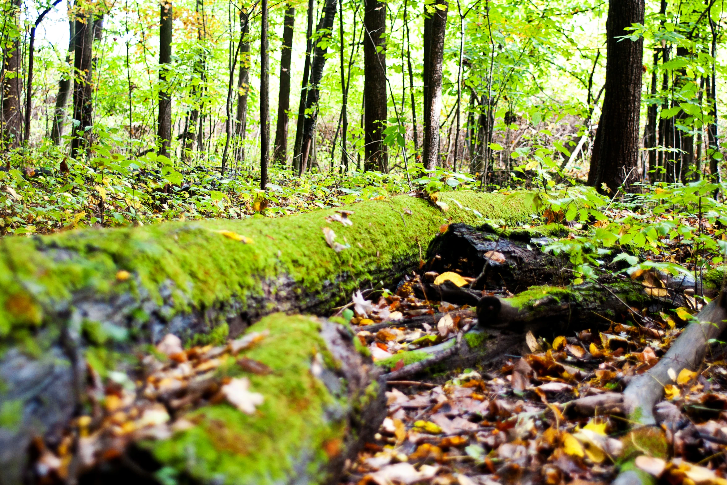 mossy logs sit among the wooded area