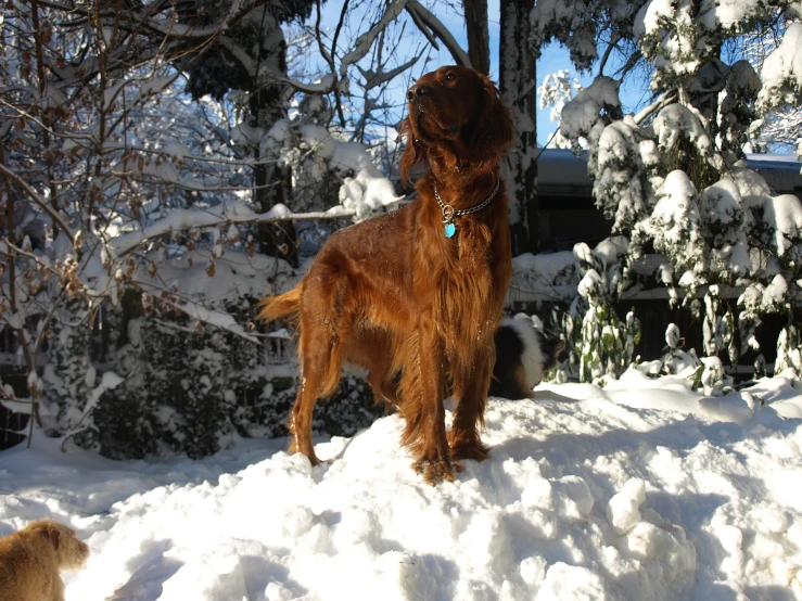 two dogs are outside in the snow and one dog is looking at another